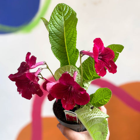 Streptocarpus ionantha 'Rubina' - Welsh Grown - Sprouts of Bristol