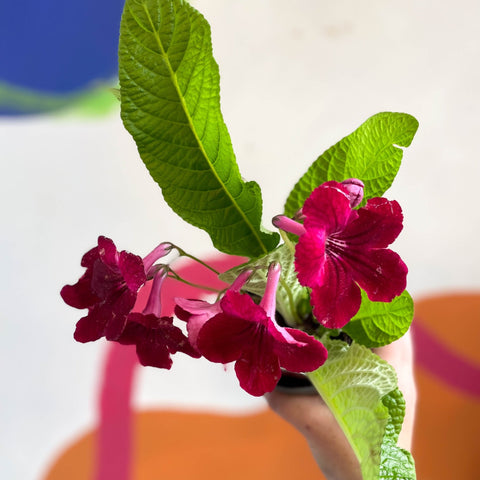 Streptocarpus ionantha 'Rubina' - Welsh Grown - Sprouts of Bristol