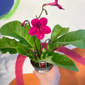 Streptocarpus ionantha 'Ruby' - Welsh Grown - Sprouts of Bristol