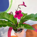 Streptocarpus ionantha 'Ruby' - Welsh Grown - Sprouts of Bristol