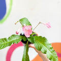 Streptocarpus ionantha 'Ruth' - Welsh Grown - Sprouts of Bristol