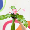 Streptocarpus ionantha 'Ruth' - Welsh Grown - Sprouts of Bristol