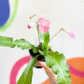 Streptocarpus ionantha 'Ruth' - Welsh Grown - Sprouts of Bristol