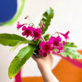 Streptocarpus ionantha 'Sheena' - Welsh Grown - Sprouts of Bristol