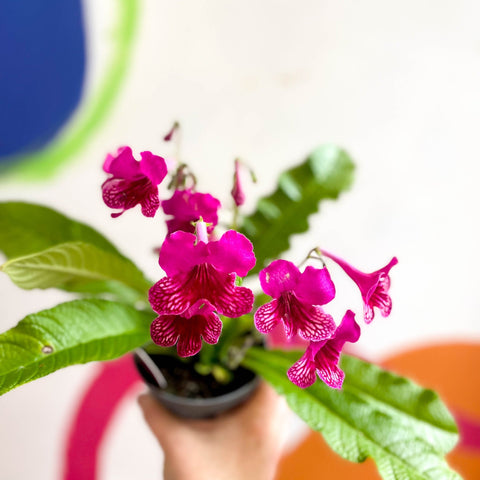 Streptocarpus ionantha 'Sheena' - Welsh Grown - Sprouts of Bristol