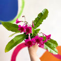 Streptocarpus ionantha 'Sheena' - Welsh Grown - Sprouts of Bristol