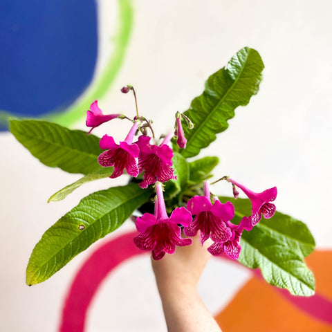 Streptocarpus ionantha 'Sheena' - Welsh Grown - Sprouts of Bristol