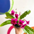 Streptocarpus ionantha 'Sheena' - Welsh Grown - Sprouts of Bristol