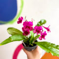 Streptocarpus ionantha 'Sheena' - Welsh Grown - Sprouts of Bristol