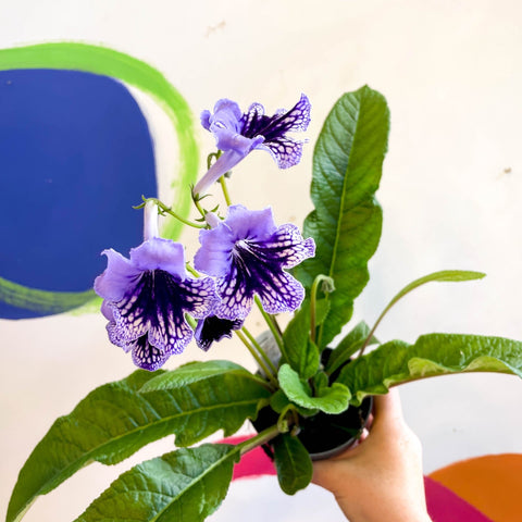 Streptocarpus ionantha 'Sphinx' - Welsh Grown - Sprouts of Bristol