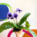 Streptocarpus ionantha 'Sphinx' - Welsh Grown - Sprouts of Bristol