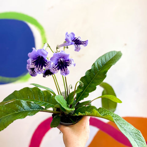 Streptocarpus ionantha 'Sphinx' - Welsh Grown - Sprouts of Bristol
