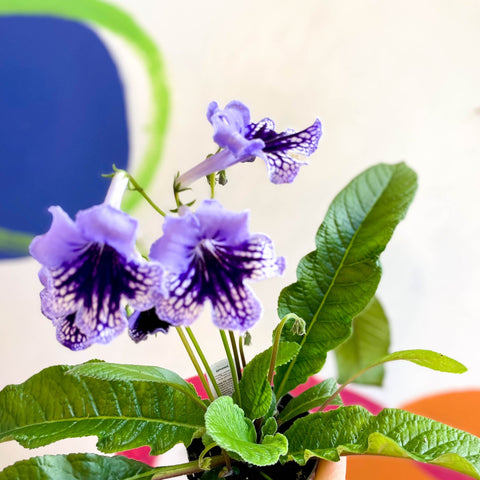 Streptocarpus ionantha 'Sphinx' - Welsh Grown - Sprouts of Bristol