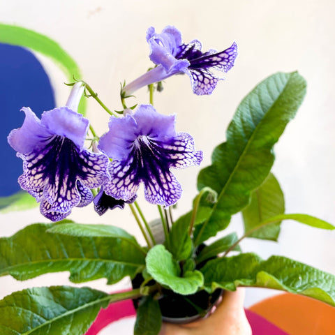 Streptocarpus ionantha 'Sphinx' - Welsh Grown - Sprouts of Bristol