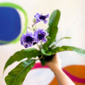 Streptocarpus ionantha 'Sphinx' - Welsh Grown - Sprouts of Bristol