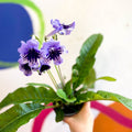 Streptocarpus ionantha 'Sphinx' - Welsh Grown - Sprouts of Bristol