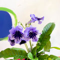 Streptocarpus ionantha 'Sphinx' - Welsh Grown - Sprouts of Bristol