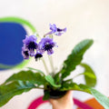 Streptocarpus ionantha 'Sphinx' - Welsh Grown - Sprouts of Bristol