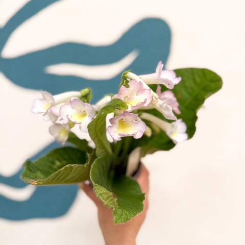 Streptocarpus ionantha 'Sweet Melys' - Welsh Grown - Sprouts of Bristol