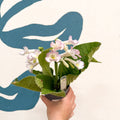 Streptocarpus ionantha 'Sweet Melys' - Welsh Grown - Sprouts of Bristol