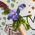 Streptocarpus ionantha 'Victoria' - Welsh Grown - Sprouts of Bristol