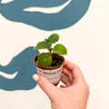 Streptocarpus kirkii - Welsh Grown - Sprouts of Bristol