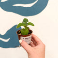 Streptocarpus kirkii - Welsh Grown - Sprouts of Bristol