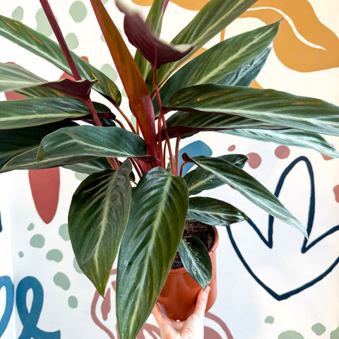 Stromanthe sanguinea - Bloody Prayer Plant Calathea - Sprouts of Bristol