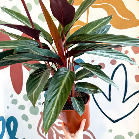 Stromanthe sanguinea - Bloody Prayer Plant Calathea - Sprouts of Bristol