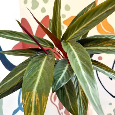 Stromanthe sanguinea - Bloody Prayer Plant Calathea - Sprouts of Bristol