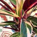 Stromanthe sanguinea 'Triostar' - Sprouts of Bristol