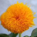 Sunflower 'Teddy Bear' Seeds - Sprouts of Bristol