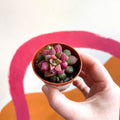 Sunrise Succulent - Anacampseros rufescens ‘Sunrise’ - Sprouts of Bristol
