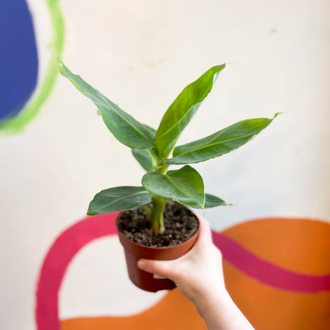 Super Dwarf Cavendish Banana Plant - Musa acuminata 'Tropicana' - Sprouts of Bristol