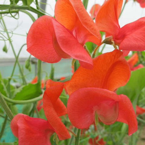 Sweet Pea 'Prince of Orange' Seeds - Sprouts of Bristol