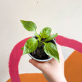 Sweet Pepper - Capsicum annuum 'Delirio' F1 - British Grown - Sprouts of Bristol
