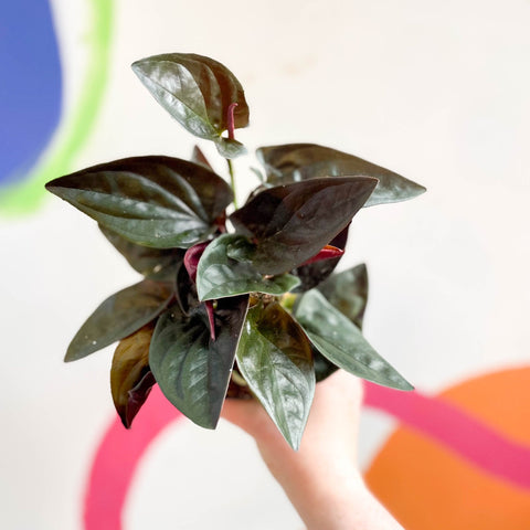 Syngonium erythrophyllum 'Red Arrow' - Sprouts of Bristol