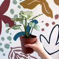 Syngonium 'Green Splash' - Sprouts of Bristol