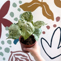 Syngonium 'Green Splash' - Sprouts of Bristol