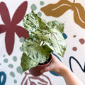 Syngonium 'Green Splash' - Sprouts of Bristol