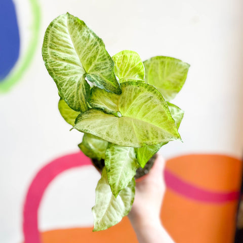 Syngonium podophyllum 'White Butterfly' - Sprouts of Bristol