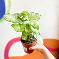 Syngonium podophyllum 'White Butterfly' - Sprouts of Bristol