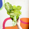 Syngonium podophyllum 'White Butterfly' - Sprouts of Bristol
