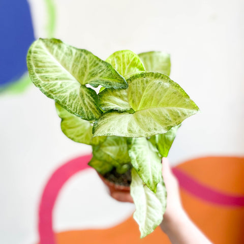 Syngonium podophyllum 'White Butterfly' - Sprouts of Bristol