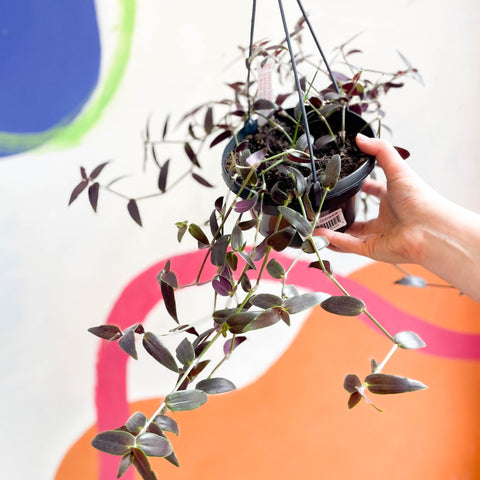 Tahitian Bridal Veil - Tradescantia geniculata 'Jose Puig' - Welsh Grown - Sprouts of Bristol