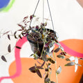 Tahitian Bridal Veil - Tradescantia geniculata 'Jose Puig' - Welsh Grown - Sprouts of Bristol