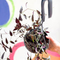 Tahitian Bridal Veil - Tradescantia geniculata 'Jose Puig' - Welsh Grown - Sprouts of Bristol
