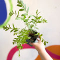 Tansy - Tanacetum vulgare - Cotswold Grown Perennial - Sprouts of Bristol