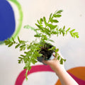 Tansy - Tanacetum vulgare - Cotswold Grown Perennial - Sprouts of Bristol