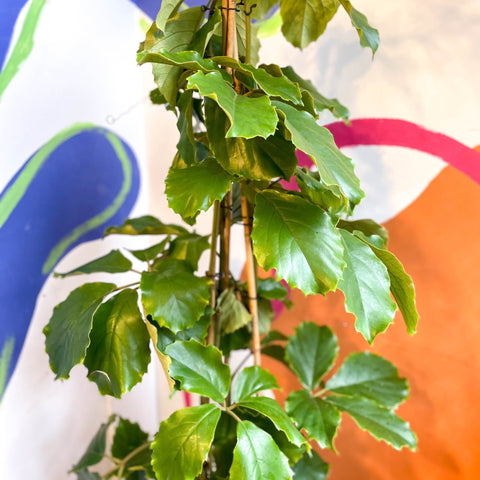 Tetrastigma voinierianum - Chestnut Vine - Sprouts of Bristol